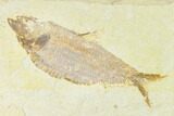 Fossil Fish (Knightia Alta) With Pos/Neg - Wyoming #144208-4